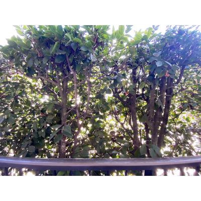 ユニオンマンスリー東村山３　107　1K・シングル☆【禁煙ルーム】安心のモニター付きインターフォン・室内洗濯機完備！デスク・チェア＆たっぷり収納2ドア冷蔵庫や電子レンジなど生活家電のあるお部屋の物件画像