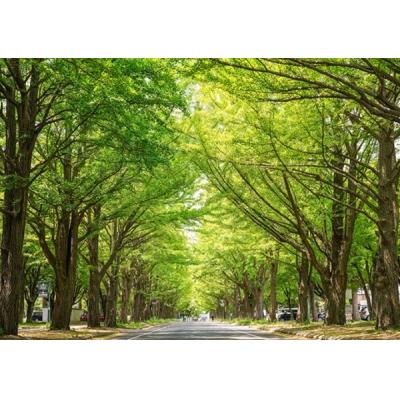 【新規OPEN】COSOJIマンスリーあおばビルN25｜ネット無料★最上階眺望★北大近く★アクセス◎の物件画像