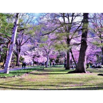 【新規OPEN】COSOJIマンスリーシティハイム1｜ネット無料★アクセス良好★眺望◎★観光スポット円山公園近くの地図画像